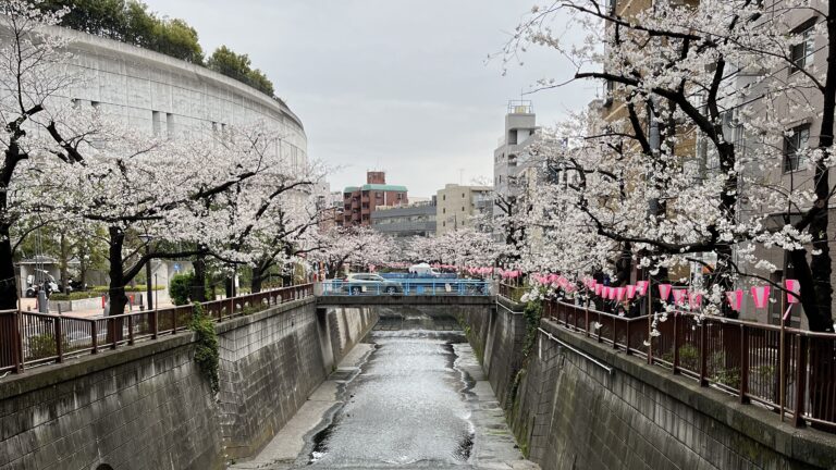 池尻大橋の桜